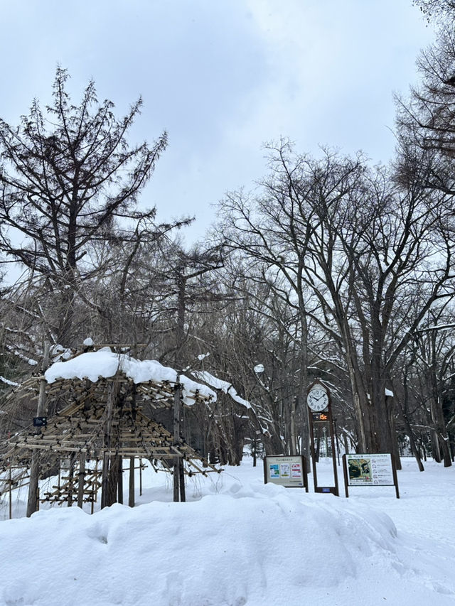 走進北國神域！北海道神宮四季皆美，冬雪中的參拜體驗絕對神聖又浪漫⛩️❄️🌸 