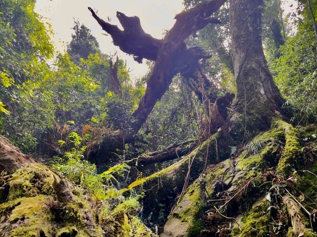 鵝公髻山步道看幸福雲海去