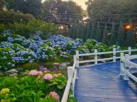 What a nice season to visit Jangsaengpo Hydrangea Festival
