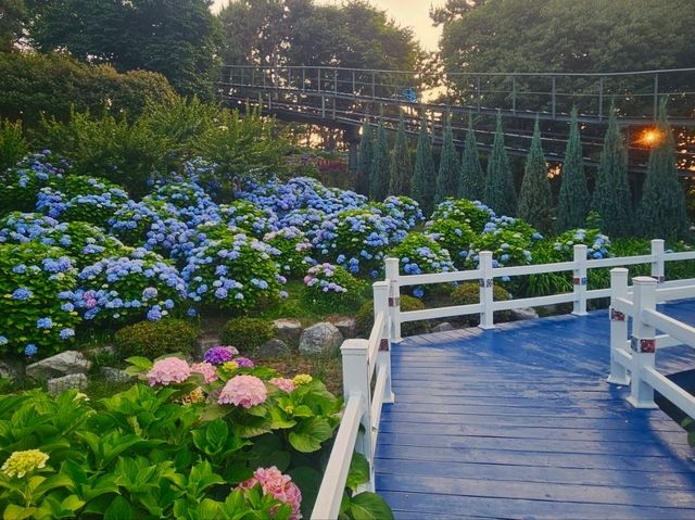 What a nice season to visit Jangsaengpo Hydrangea Festival