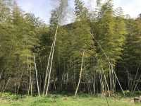 鹿兒島-仙巖園（超級推薦）