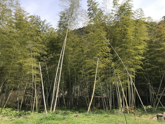 鹿兒島-仙巖園（超級推薦）