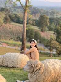 คาเฟ่  ฟาร์มแกะในเมืองเชียงราย ABONZO