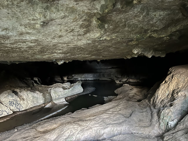 紐西蘭旅遊景點—✨ Waipu Cave｜免費看到螢火蟲的秘境洞穴 