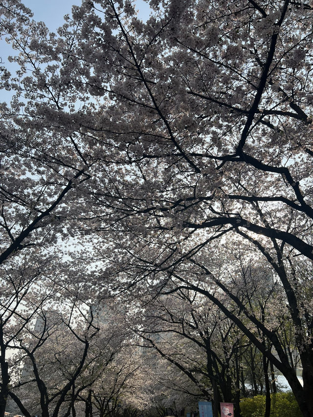 석촌호수, 벚꽃 필 무렵