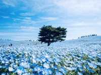 🌻 Solo Adventure: Hitachi Seaside Park – A Kaleidoscope of Nature