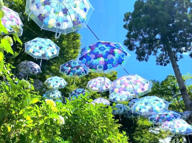 Blooming Wonders of Yanagidani Kannon
