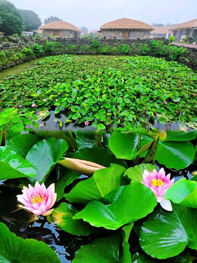 濟州歷史文化觀光巴士一日遊🏞感受韓劇《苦盡柑來遇見你》IU 生活🛖🤿🦪🐙🐚