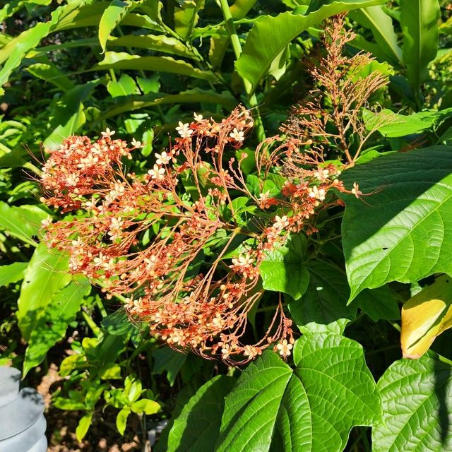 Plants and Park 