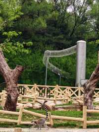 Shenyang Forest Zoo 🐼