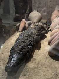 Kom Ombo Crocodile Museum: Sobek’s Retirement Home