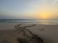 Magical Turtle Sanctuary & Coastal