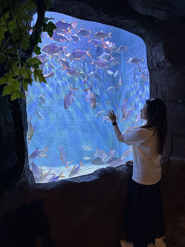 🐬 Fun & Budget-Friendly: Changsha Sea World🪼