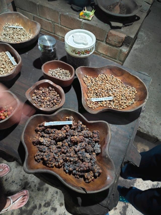 ☕ From Civet to Cup: The Luwak Coffee Journey Unfolds