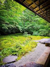 心に映る、青もみじのミラーワールド🪞🍃
