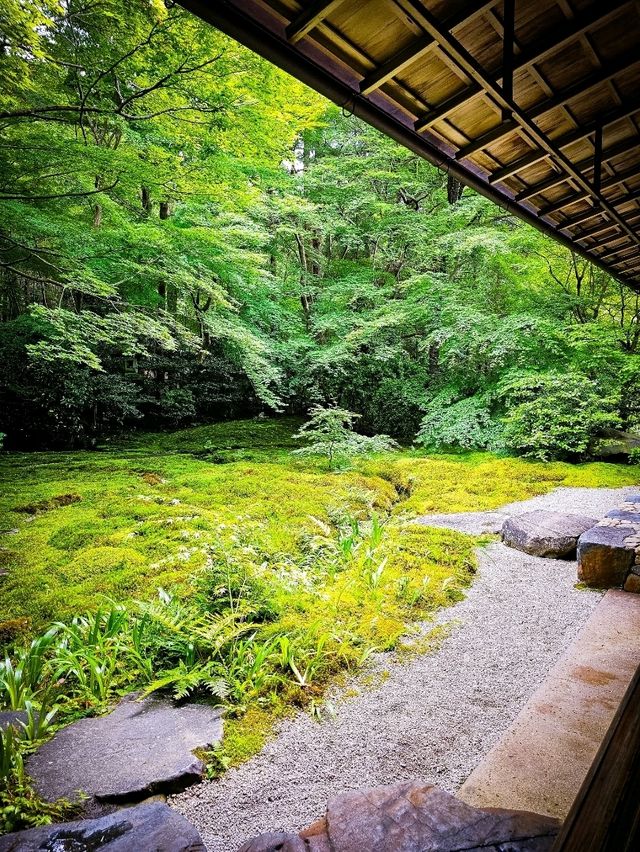 心に映る、青もみじのミラーワールド🪞🍃