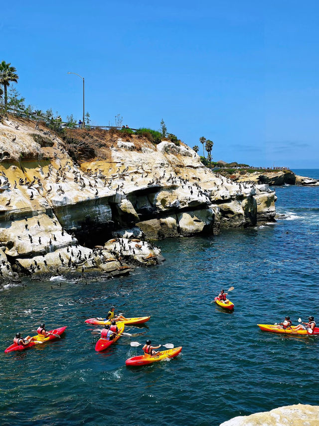 🌴La Jolla Cove – California’s Most Beautiful Beach Unleashed!🌊