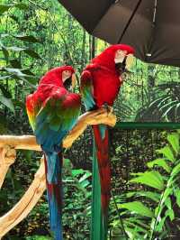 🌿 Tropical Wonder in the City – Bloedel Conservatory at Queen Elizabeth Park