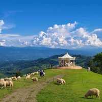 Akha FarmVille  ฟาร์มแกะสุดชิค