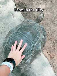 Farm in the City – Fun-Filled, Family-Friendly Zoo Adventure
