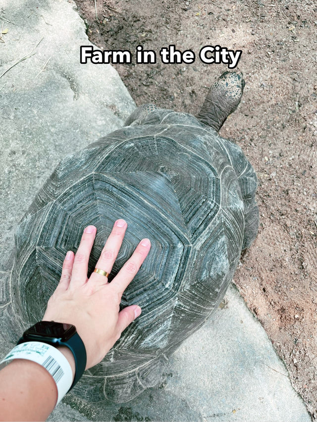 Farm in the City – Fun-Filled, Family-Friendly Zoo Adventure