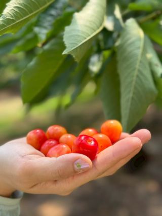 #Cherry Picking #All-You-Can-Eat Cherries #Hokkaido Nakanishi Sakuranbo Orchards