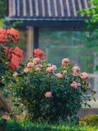 Yu Garden: Kunming's Hidden Jewel of Tranquility