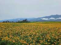 花蓮富里｜六十石山花海景觀涼亭〔黃花亭〕
