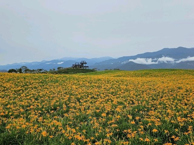 花蓮富里｜六十石山花海景觀涼亭〔黃花亭〕