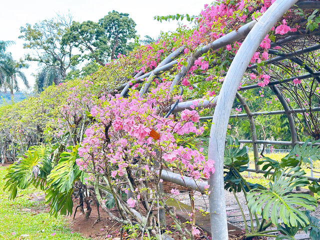 A Walk Through Terowong Bunga Kertas 
