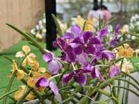 Laman Anggerik: Where Orchids Tell Their Story