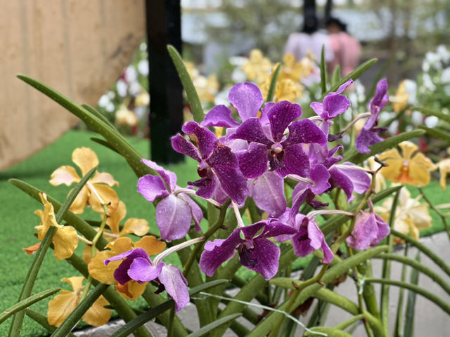 Laman Anggerik: Where Orchids Tell Their Story  Laman Anggerik: Where Orchids Tell Their Story