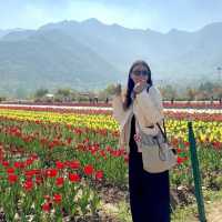 Tulip Garden - Kashmir 🇮🇳