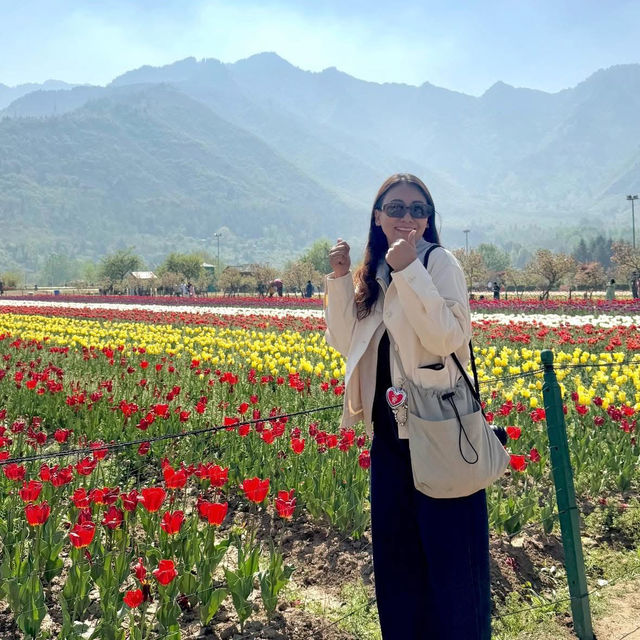 Tulip Garden - Kashmir 🇮🇳