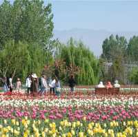 Tulip Garden - Kashmir 🇮🇳