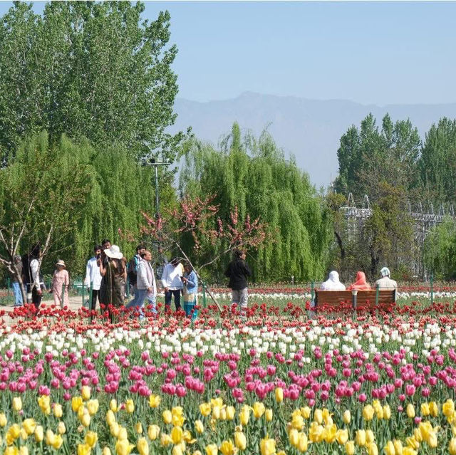 Tulip Garden - Kashmir 🇮🇳