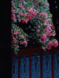 🌸 Dujiangyan – A Thousand-Year Symphony of Purple Blossoms 🌸