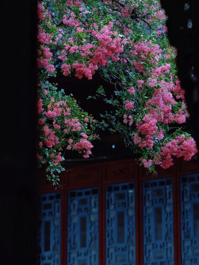 🌸 Dujiangyan – A Thousand-Year Symphony of Purple Blossoms 🌸