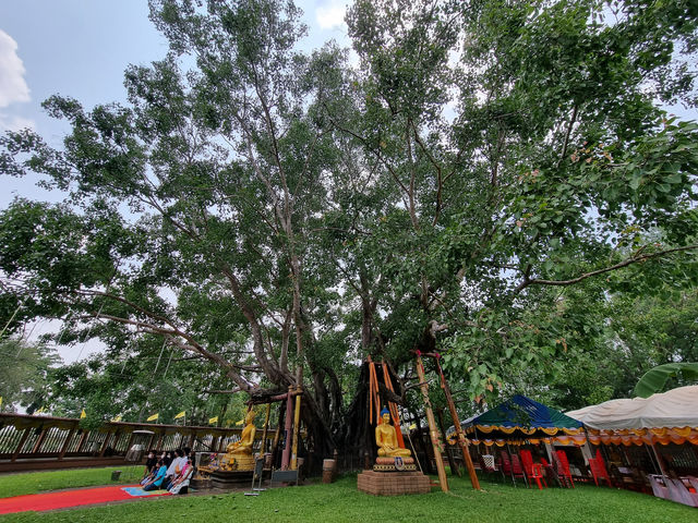 🌳 Ancient Bodhi & Healing Heritage