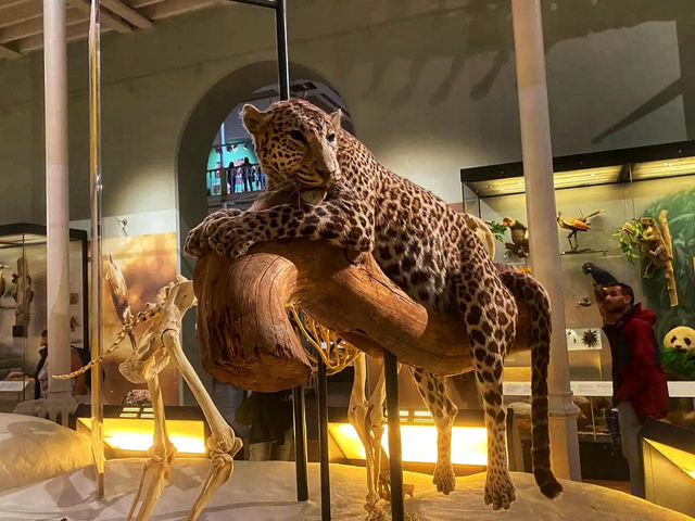 🏛️ Discover Wonders at the National Museum of Scotland ✨  🏛️ Discover Wonders at the National Museum of Scotland ✨