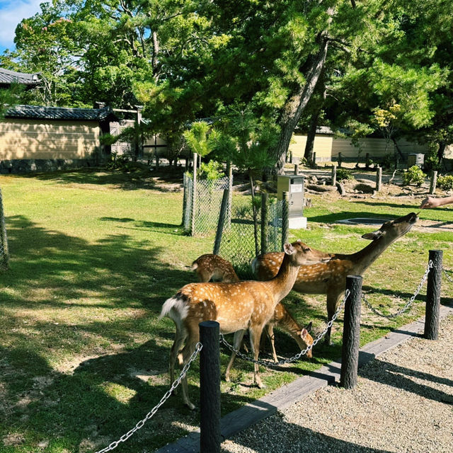 사슴과 함께하는 일본의 전통 여행, 나라 공원