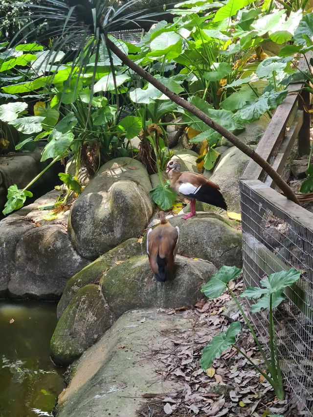 📍 Farm In The City, Kuala Lumpur 방문 후기
