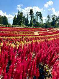 様々な絶景お花畑が見られる東京ドイツ村