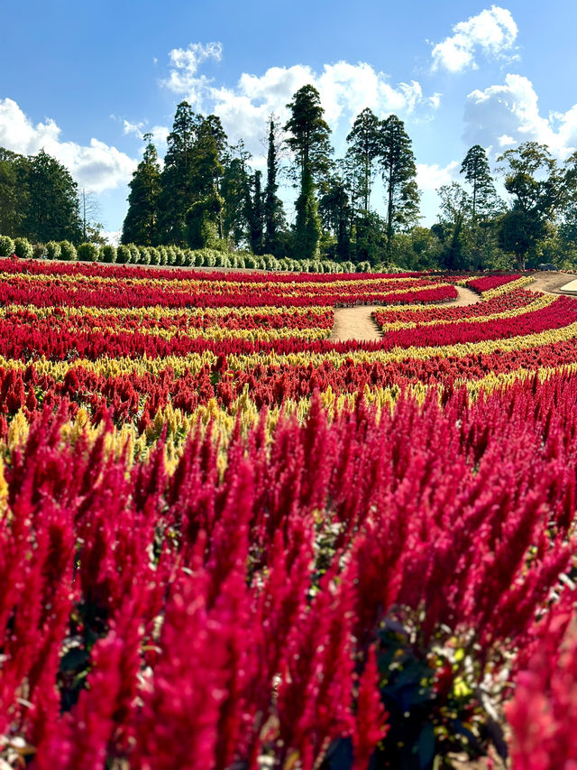 様々な絶景お花畑が見られる東京ドイツ村