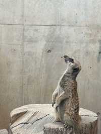 ✨Maruyama Zoo สวนสัตว์ที่เดินทางง่ายใน Sapporo✨