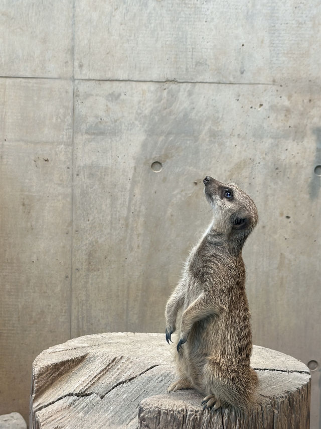 ✨Maruyama Zoo สวนสัตว์ที่เดินทางง่ายใน Sapporo✨
