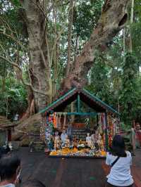 คำชะโนด : วังนาคินทร์ "ความเชื่อ ศรัทธา ธรรมชาติ"