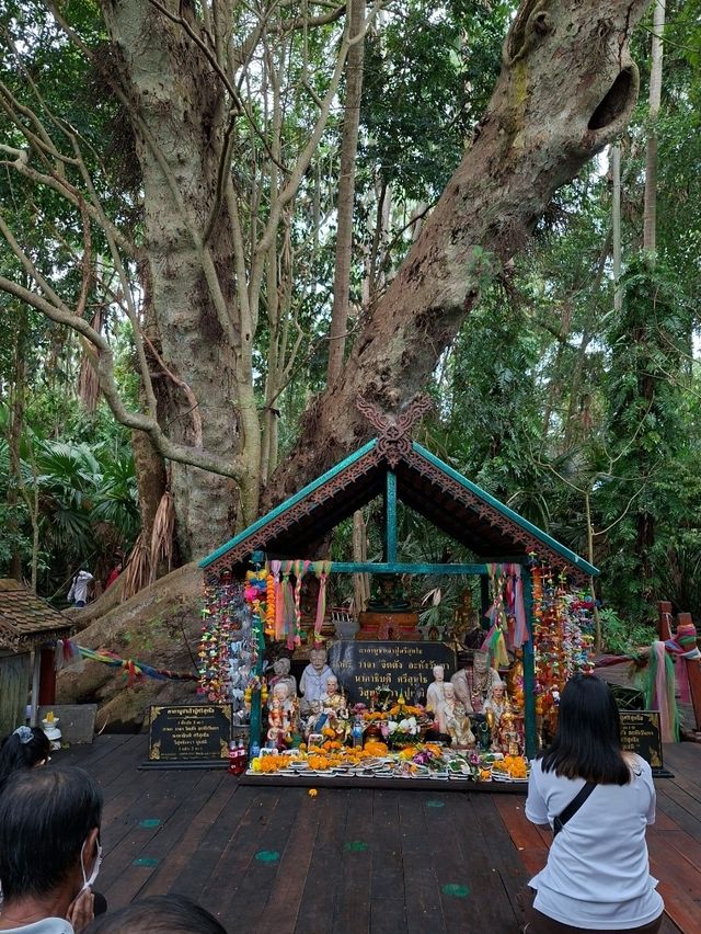 คำชะโนด : วังนาคินทร์ "ความเชื่อ ศรัทธา ธรรมชาติ"