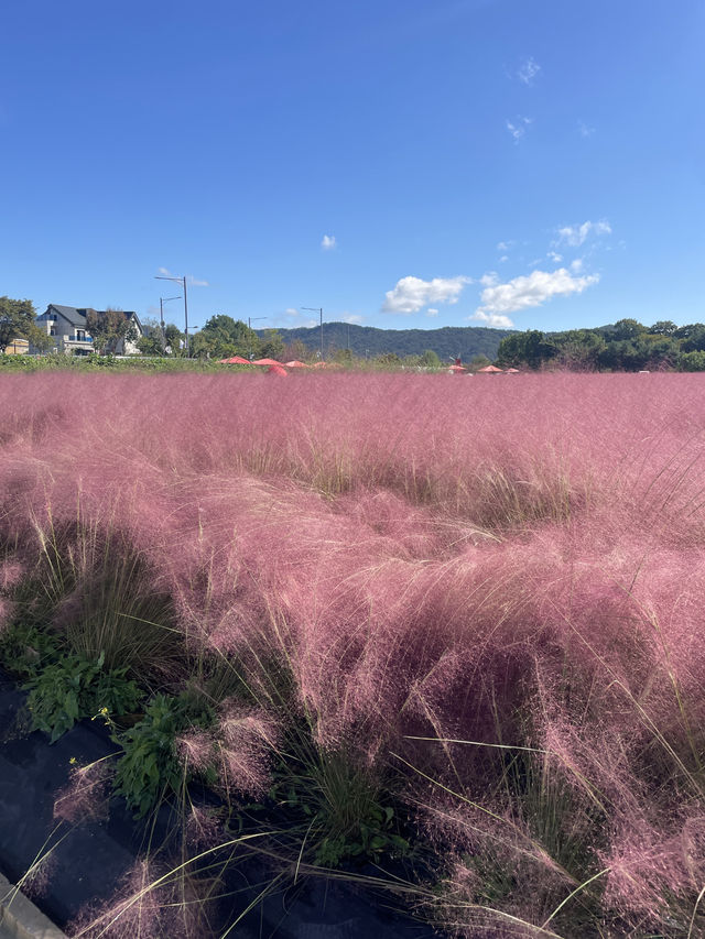 Best autumn escapes near Seoul-Nari Park in Yangju