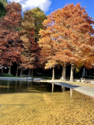 🍁 Autumn Walk at Tokushima Central Park